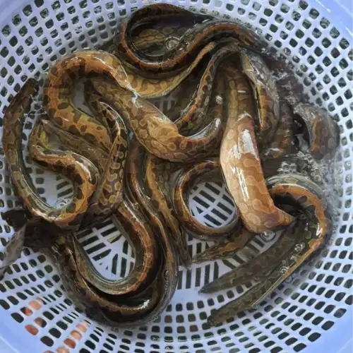 Cá Chạch Tươi Sống 