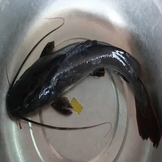 Cá Lăng Đen Tươi Sống