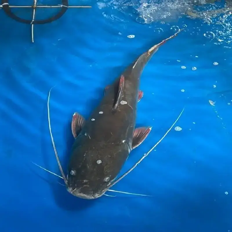 Cá Lăng Đen Tươi Sống