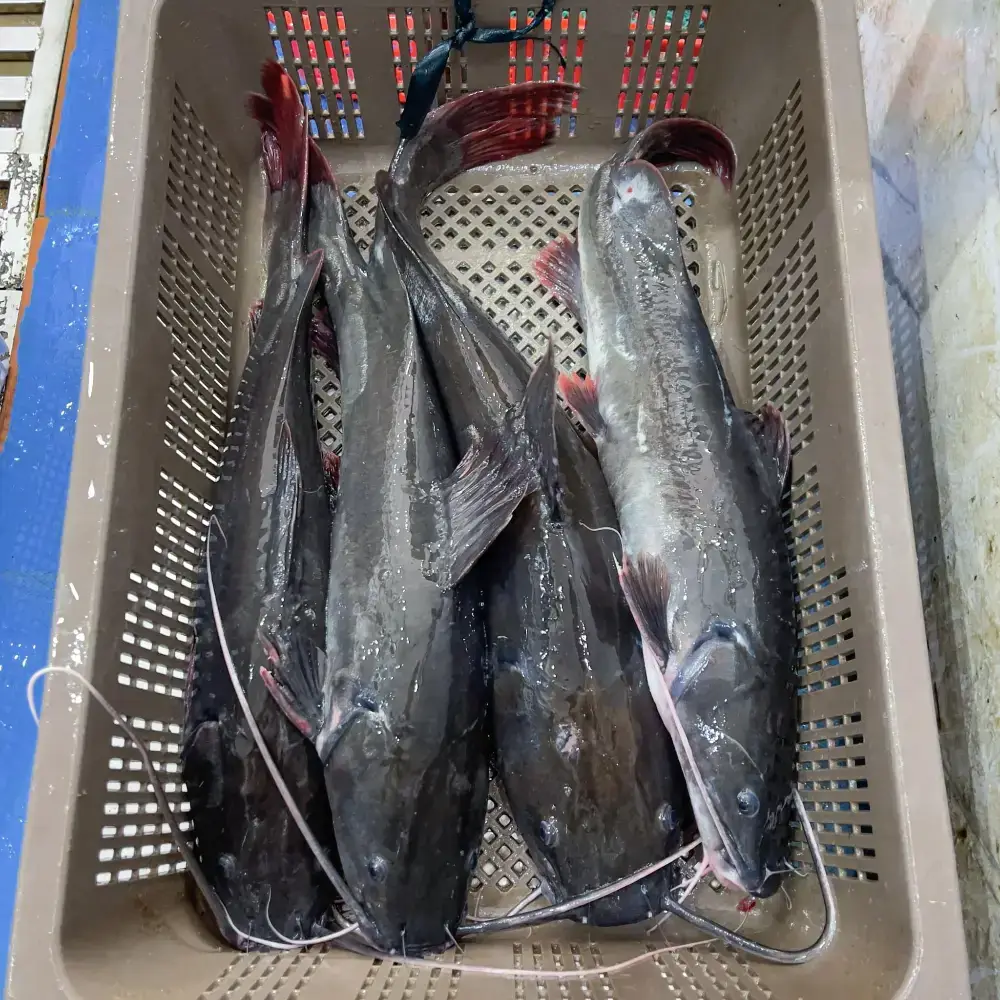 Cá Lăng Đuôi Đỏ Tươi