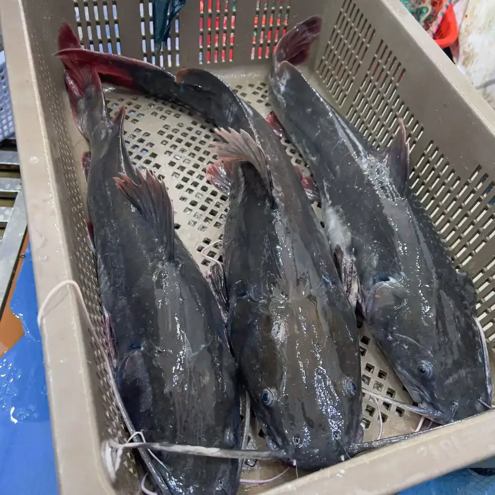 Cá Lăng Đuôi Đỏ Tươi