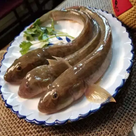 Cá Bống Cát Tươi Sống