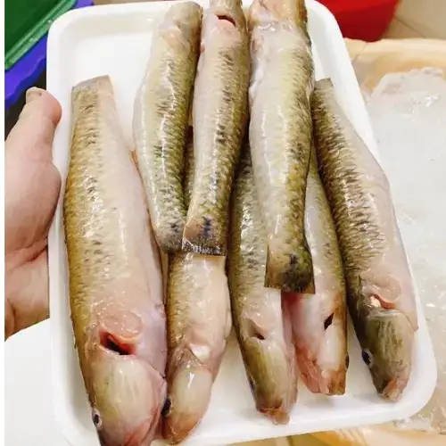 Cá Bống Cát Tươi Sống