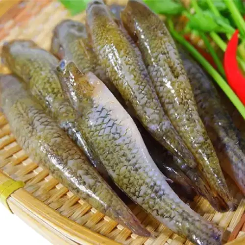 Cá Bống Cát Tươi Sống