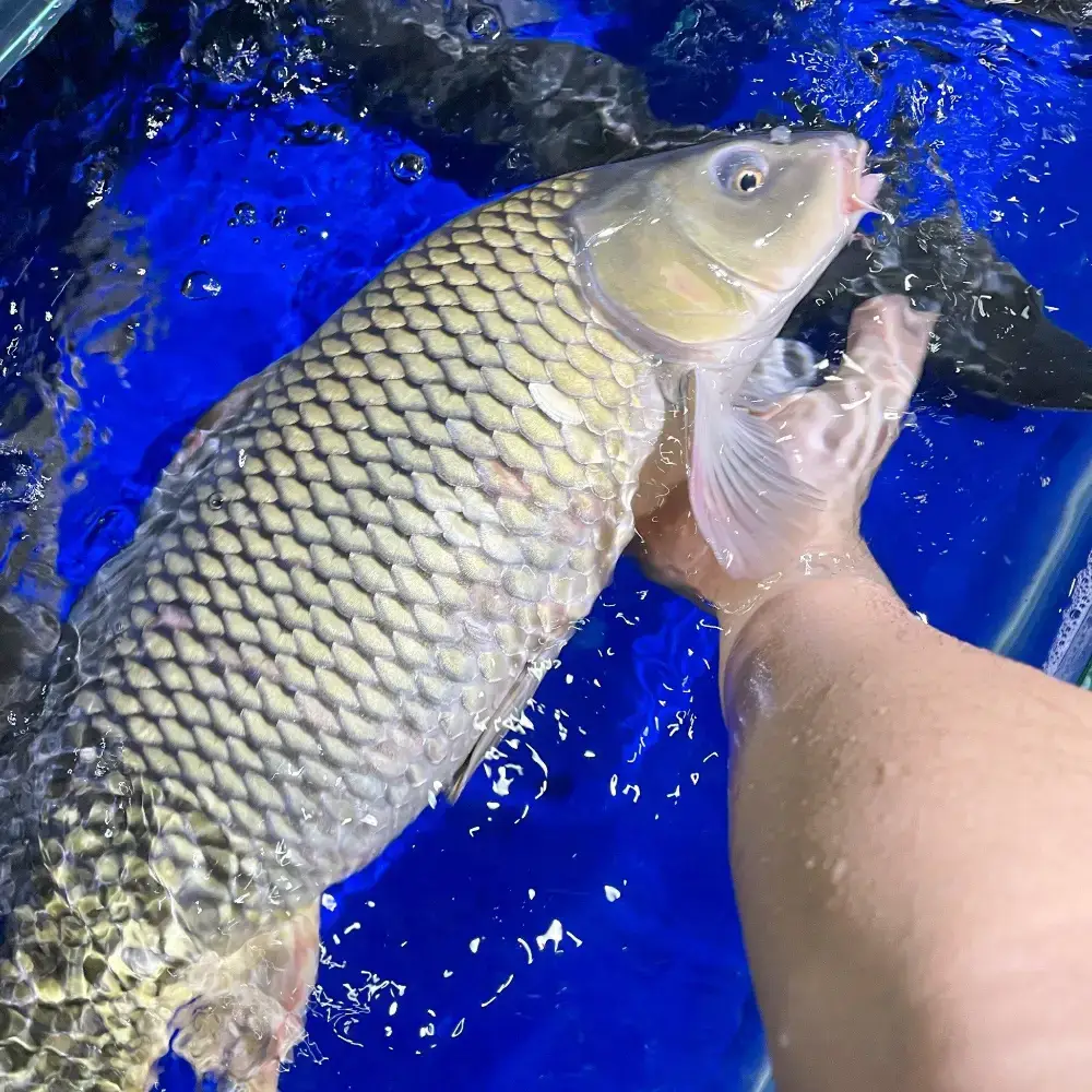 Cá Chép Giòn Tươi