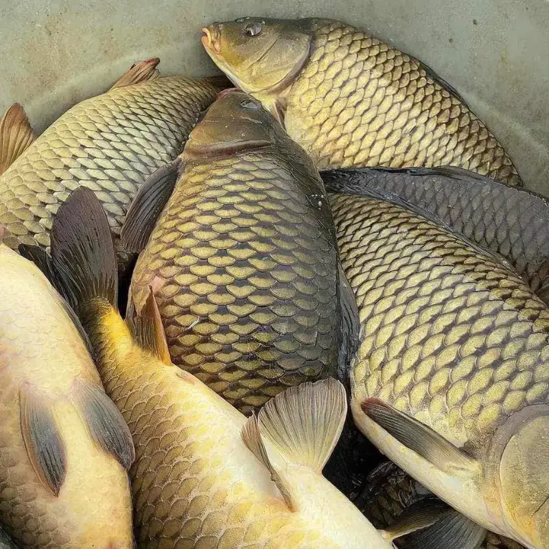 Cá Chép Giòn Tươi