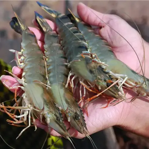 Tôm Sú Thiên Nhiên Size 20-30 Con/Kg