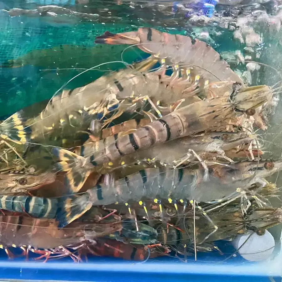 Tôm Sú Nguyên Con Size 10-15 Con/Kg