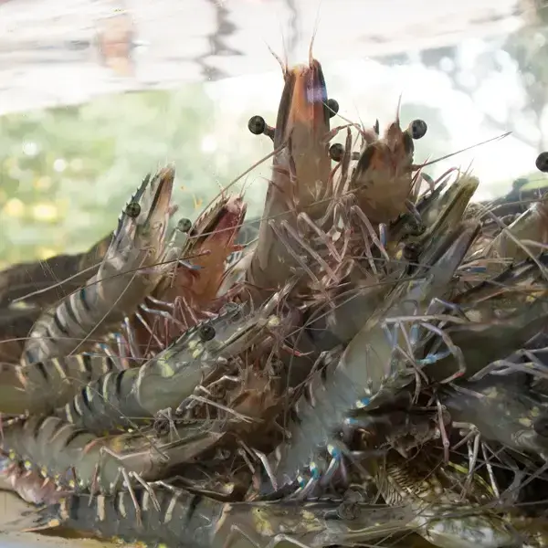 Tôm Sú Nguyên Con Size 10-15 Con/Kg