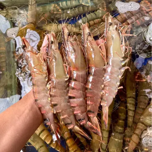 Tôm Thẻ Tươi Size 40–50 con/kg