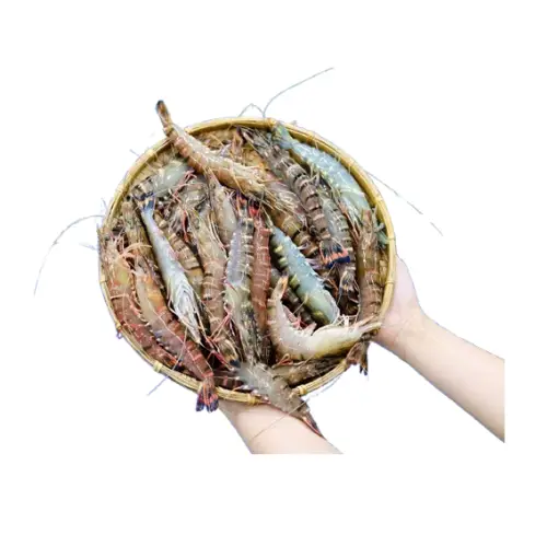 Tôm Sú Tươi Size 35–40 Con/Kg