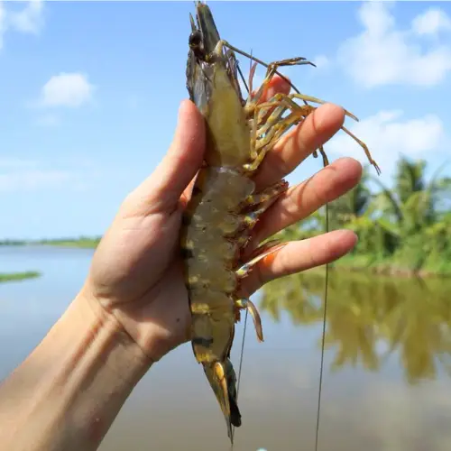 Tôm Sú Tươi Size 35–40 Con/Kg