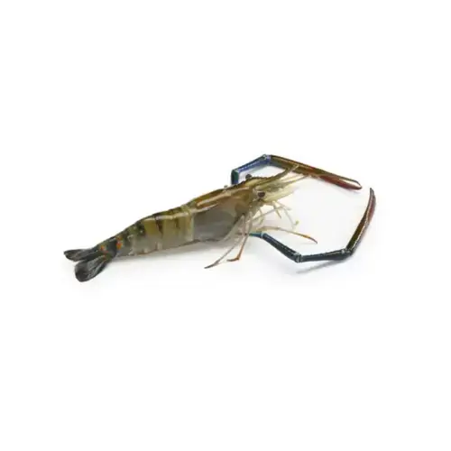 Tôm Càng Xanh Sống Size 8–10 Con/Kg 