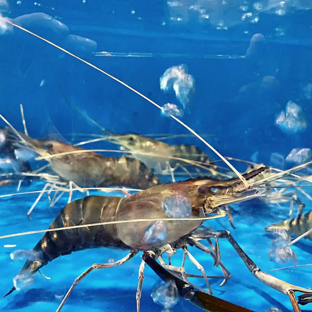 Tôm Càng Xanh Sống Size 8–10 Con/Kg 