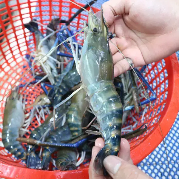 Tôm Càng Xanh Sống Size 8–10 Con/Kg 