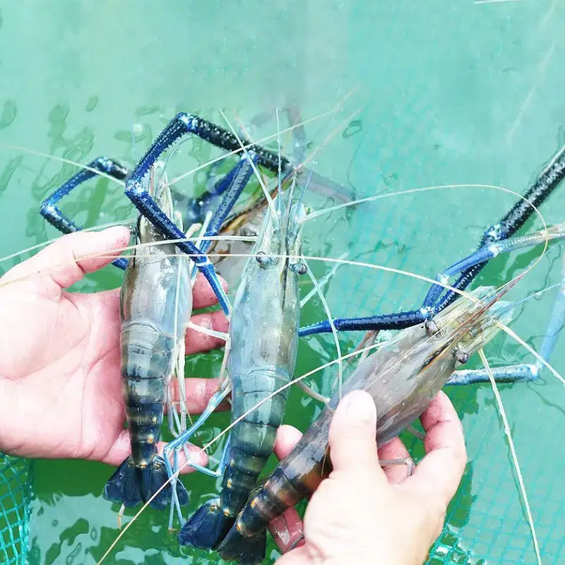 Tôm Càng Xanh Sống – Size 15–20 Con/Kg