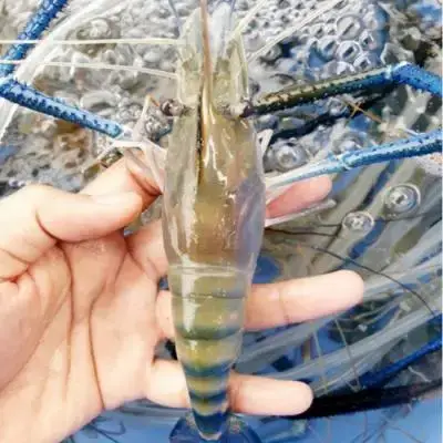 Tôm Càng Xanh Sống – Size 15–20 Con/Kg