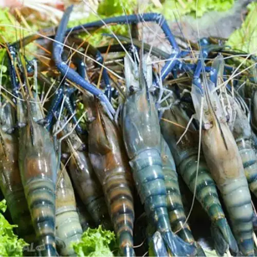 Tôm Càng Xanh Tươi Size 10-15 Con/Kg