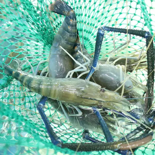 Tôm Càng Xanh Tươi Size 10-15 Con/Kg