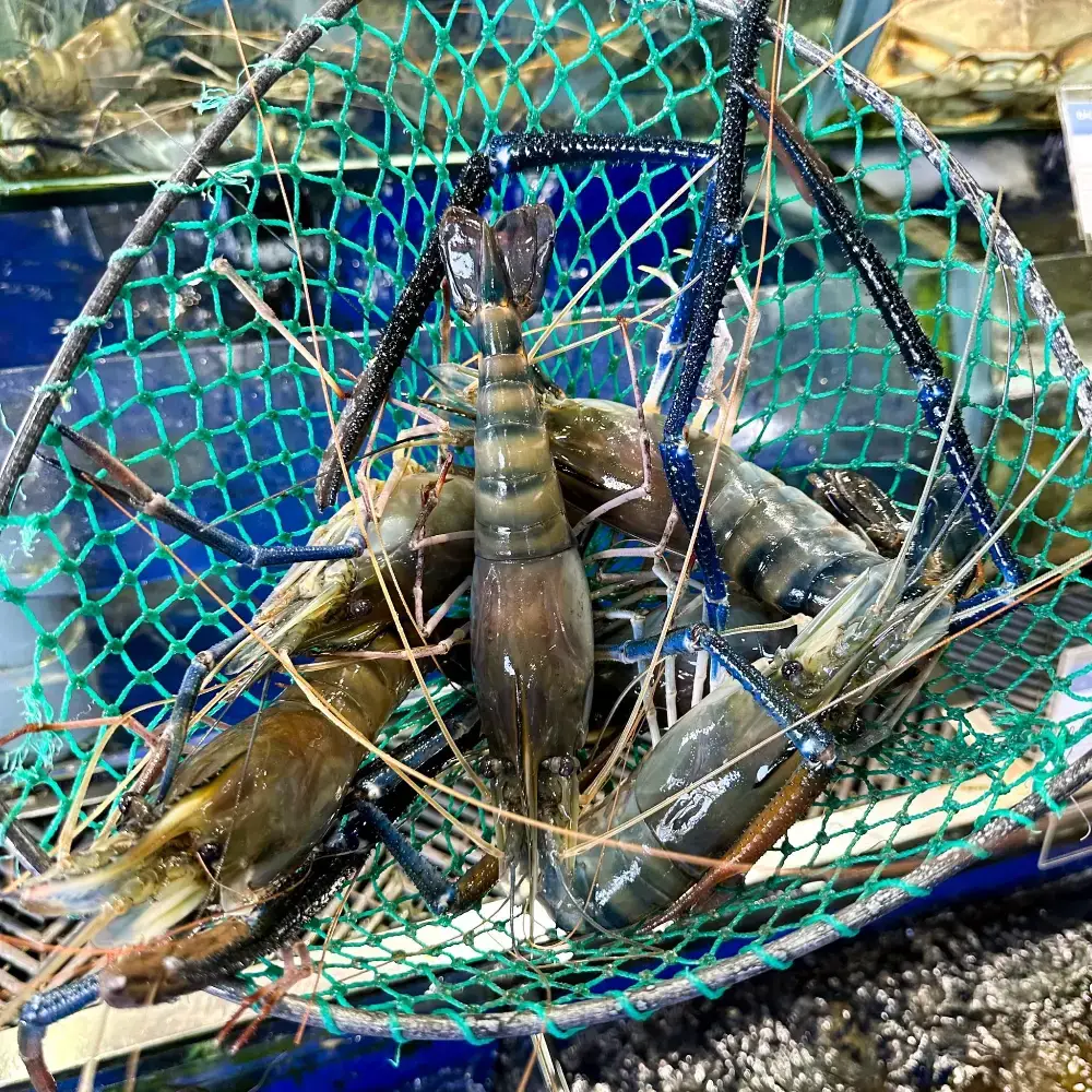 Tôm Càng Xanh Tươi Size 10-15 Con/Kg