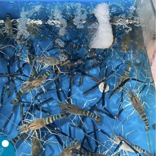 Tôm Càng Xanh Tươi Size 20-25 Con/Kg 