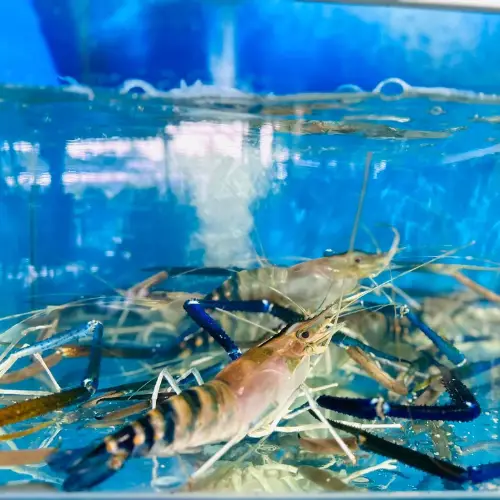 Tôm Càng Xanh Tươi Size 20-25 Con/Kg 