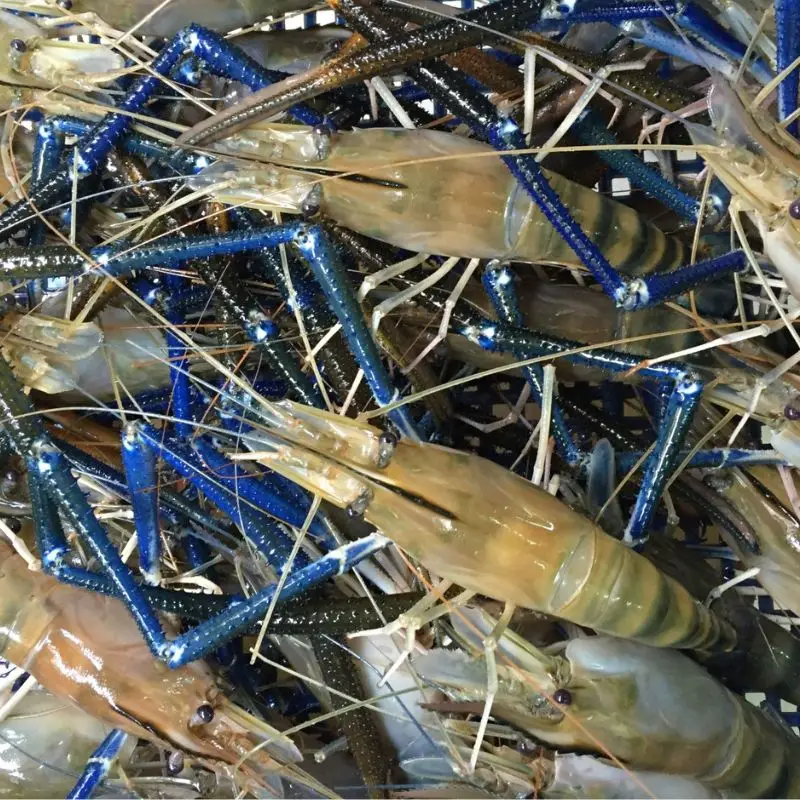 Tôm Càng Xanh Tươi Size 20-25 Con/Kg 