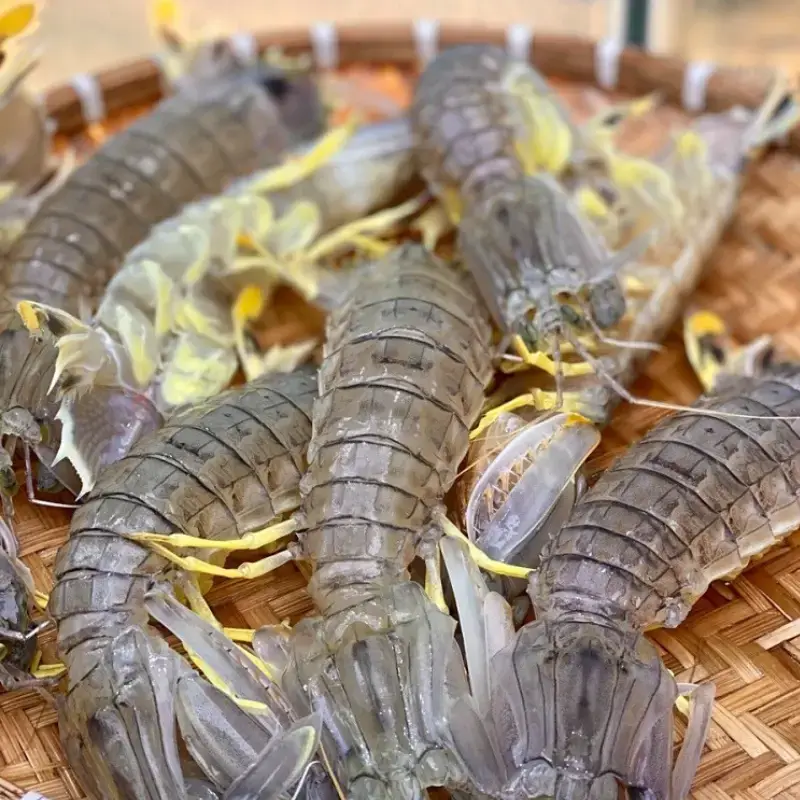 Tôm Tít (Bề Bề) Tươi Sống Size 4-5 Con/Kg 