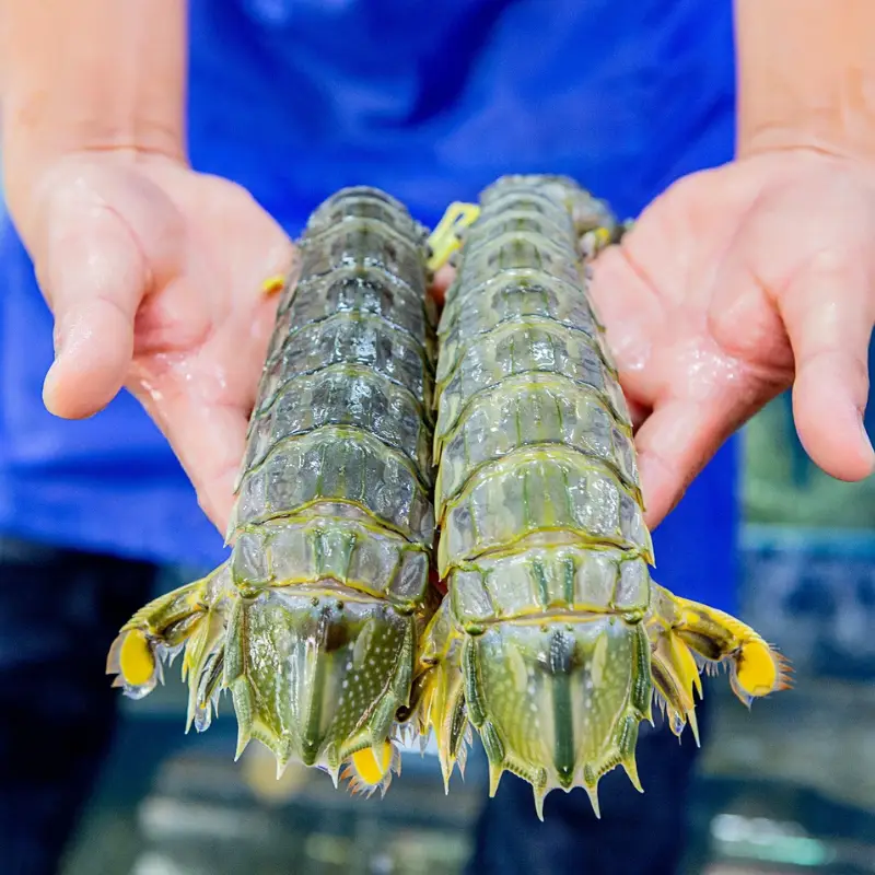 Tôm Tít Gạch Tươi Sống Size 30-40 Con/Kg