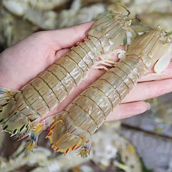 Tôm Tít Gạch Tươi Size 70–90 Con/Kg