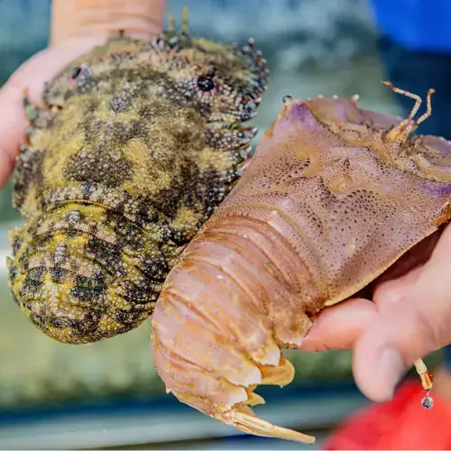 Tôm Mũ Ni Đen Tươi Sống