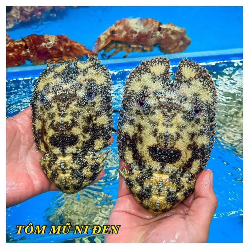 Tôm Mũ Ni Đen Tươi Sống