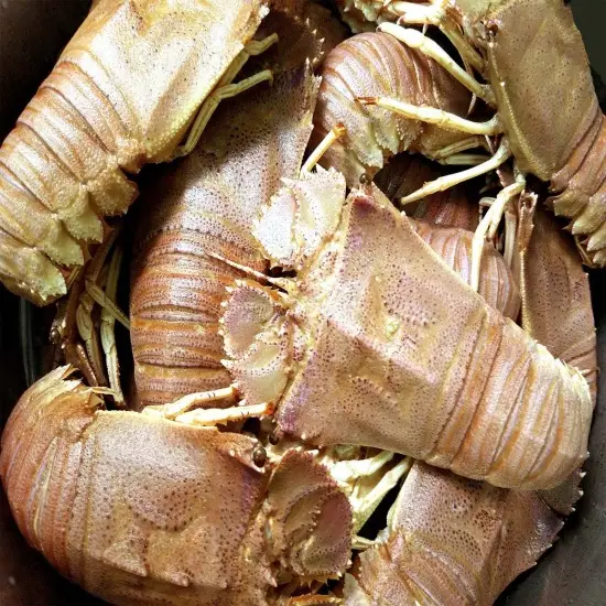 Tôm Mũ Ni Trắng Tươi Sống 