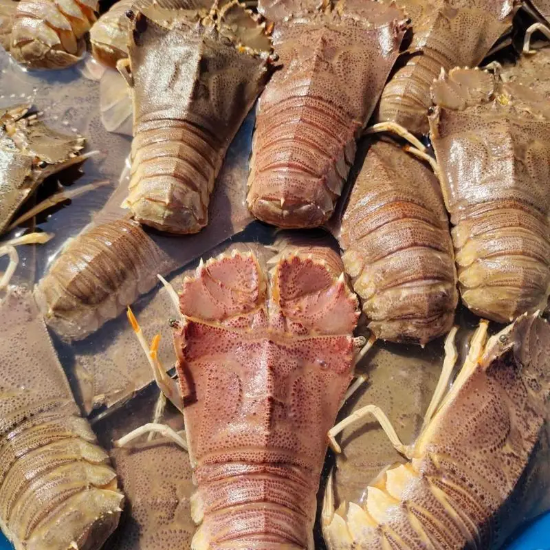 Tôm Mũ Ni Đỏ Tươi Sống