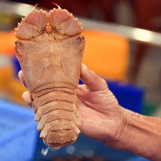 Tôm Mũ Ni Đỏ Tươi Sống