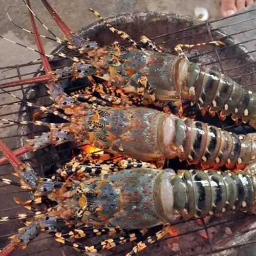 Tôm Hùm Tre Tươi Sống Size 500–700gr