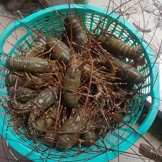 Tôm Hùm Tre Tươi Sống Size 500–700gr