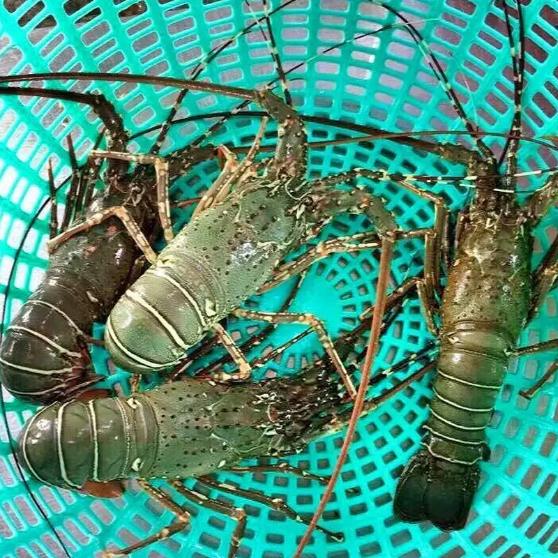 Tôm Hùm Tre Size 3-4 Con/Kg