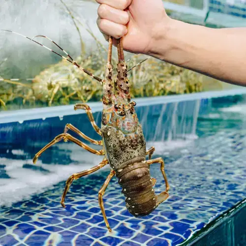 Tôm Hùm Tre Size 3-4 Con/Kg