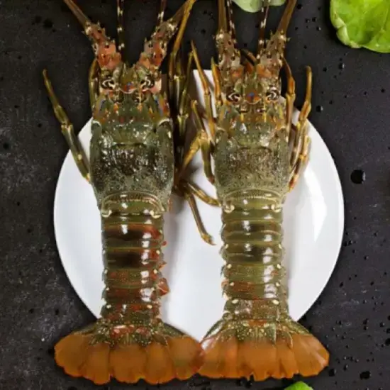 Tôm Hùm Xanh Tươi Sống Size 500–700gr