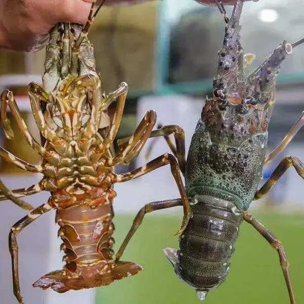 Tôm Hùm Xanh Tươi Sống Size 300–500Gr