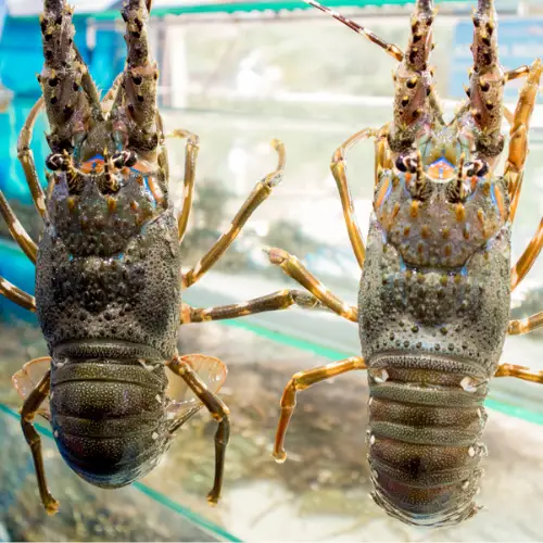 Tôm Hùm Xanh Tươi Sống Size 300–500Gr