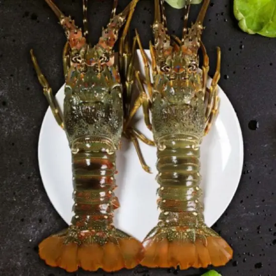 Tôm Hùm Xanh Tươi Sống Size 300–500Gr