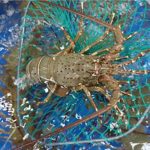 Tôm Hùm Xanh Tươi Sống Size 0,7–1Kg