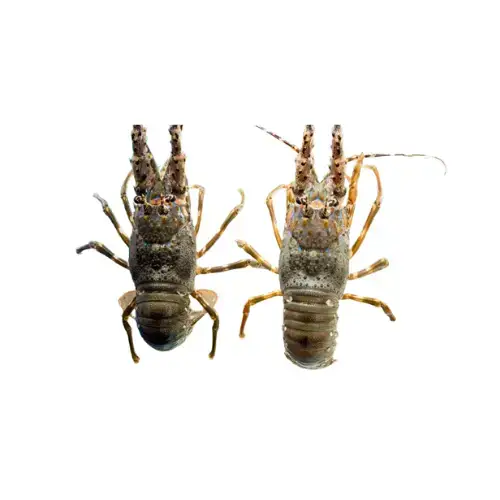 Tôm Hùm Xanh Tươi Sống Size 0,7–1Kg