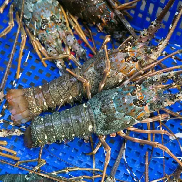 Tôm Hùm Xanh Tươi Sống Size 0,7–1Kg