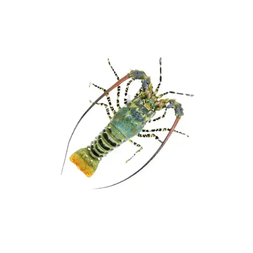 Tôm Hùm Bông Tươi Size 300-500Gr