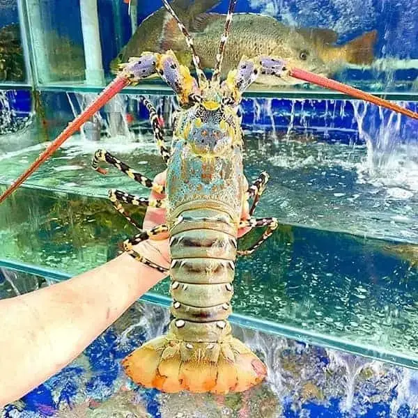 Tôm Hùm Bông Tươi Size 300-500Gr