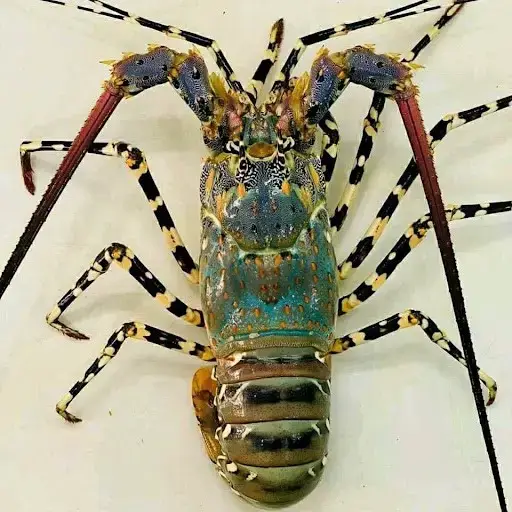 Tôm Hùm Bông Tươi Size 300-500Gr