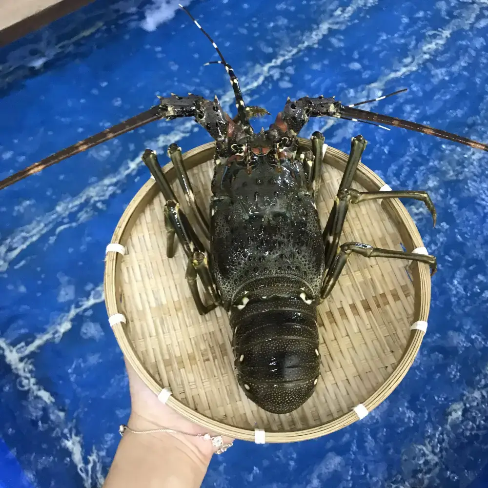 Tôm Hùm Bông Tươi Size 500-700Gr 